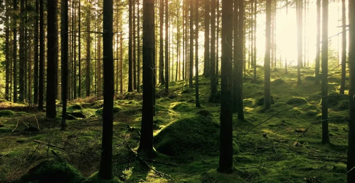 Soft sun rays filtering through green tree leaves in a forest