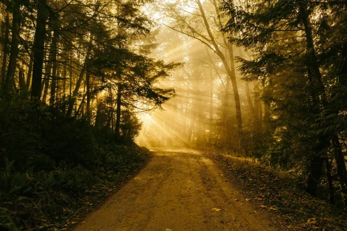 Sunrays streaming through tree branches, illuminating a forest path