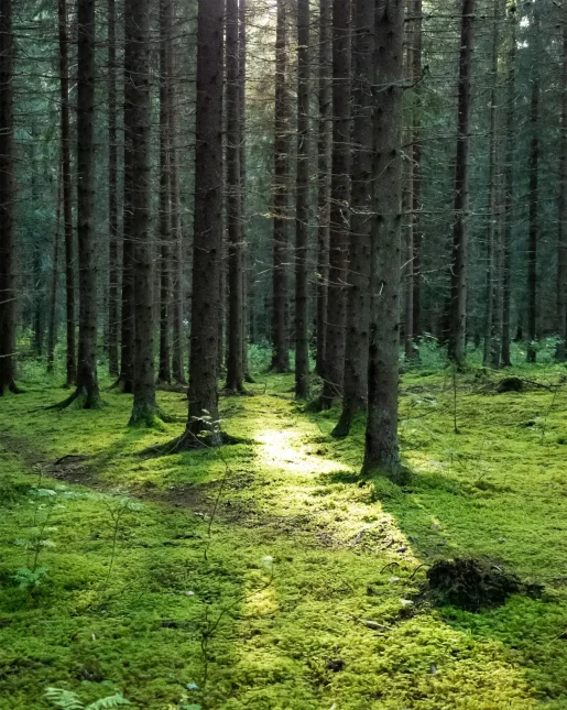Fresh green moss covering a forest surface